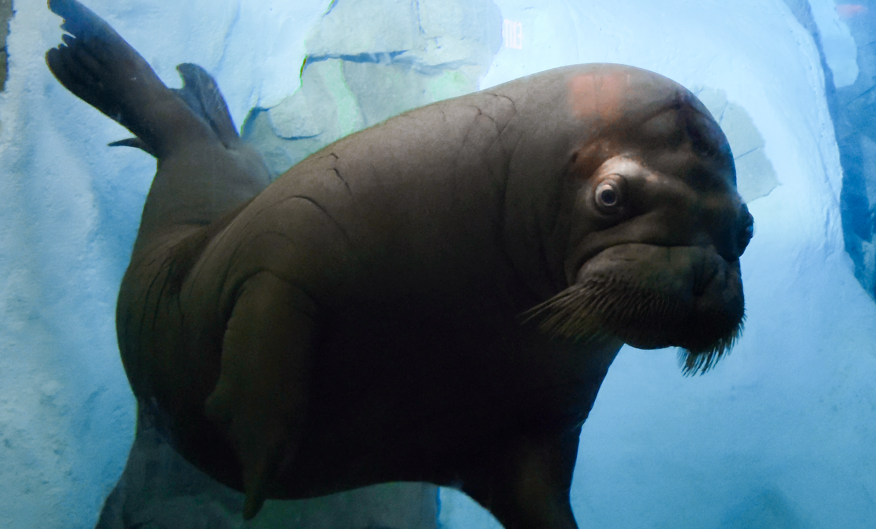 May. 2021 - Wild Arctic - Walrus