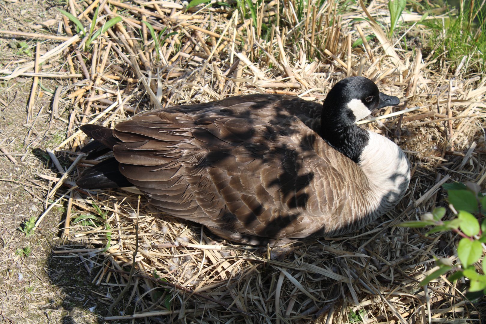 May. 2021 - Wild Canadian Goose (Nesting)