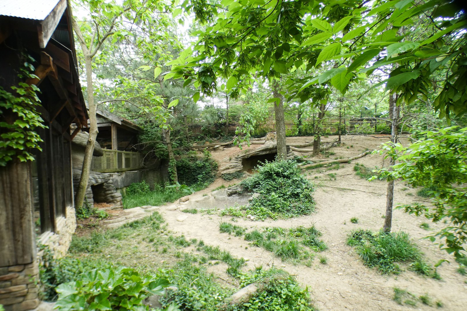 May. 2021 - Wolf Woods - Mexican Wolf Exhibit
