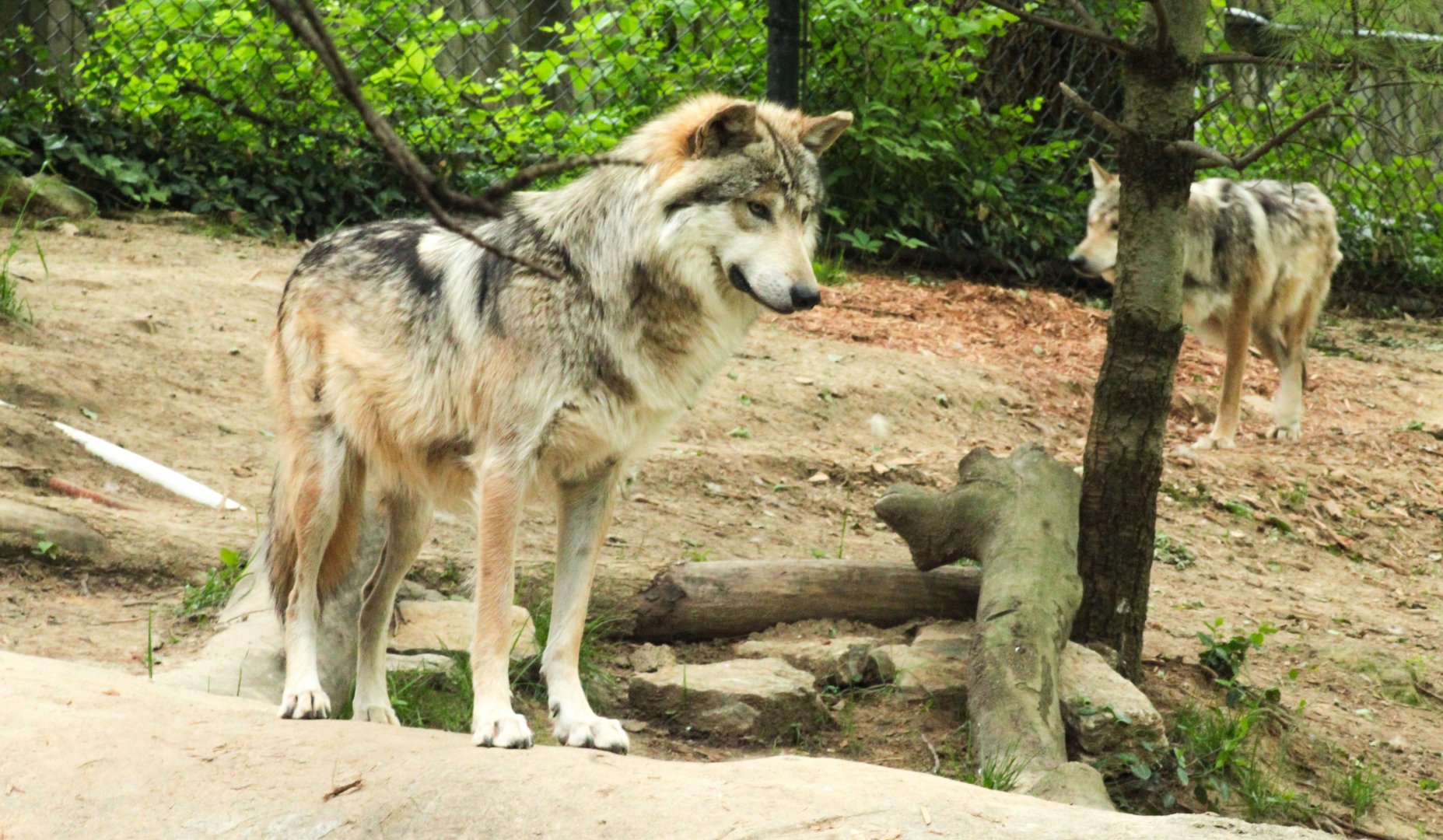 May. 2021 - Wolf Woods - Mexican Wolf (Shadow)