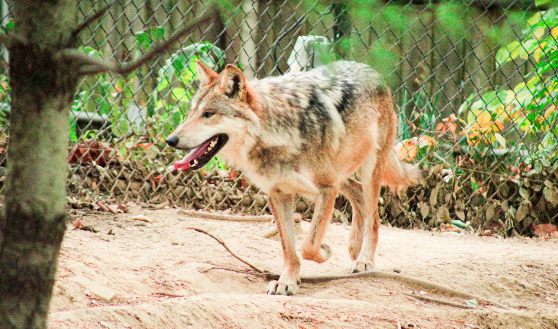 May. 2021 - Wolf Woods - Mexican Wolf (Waya)