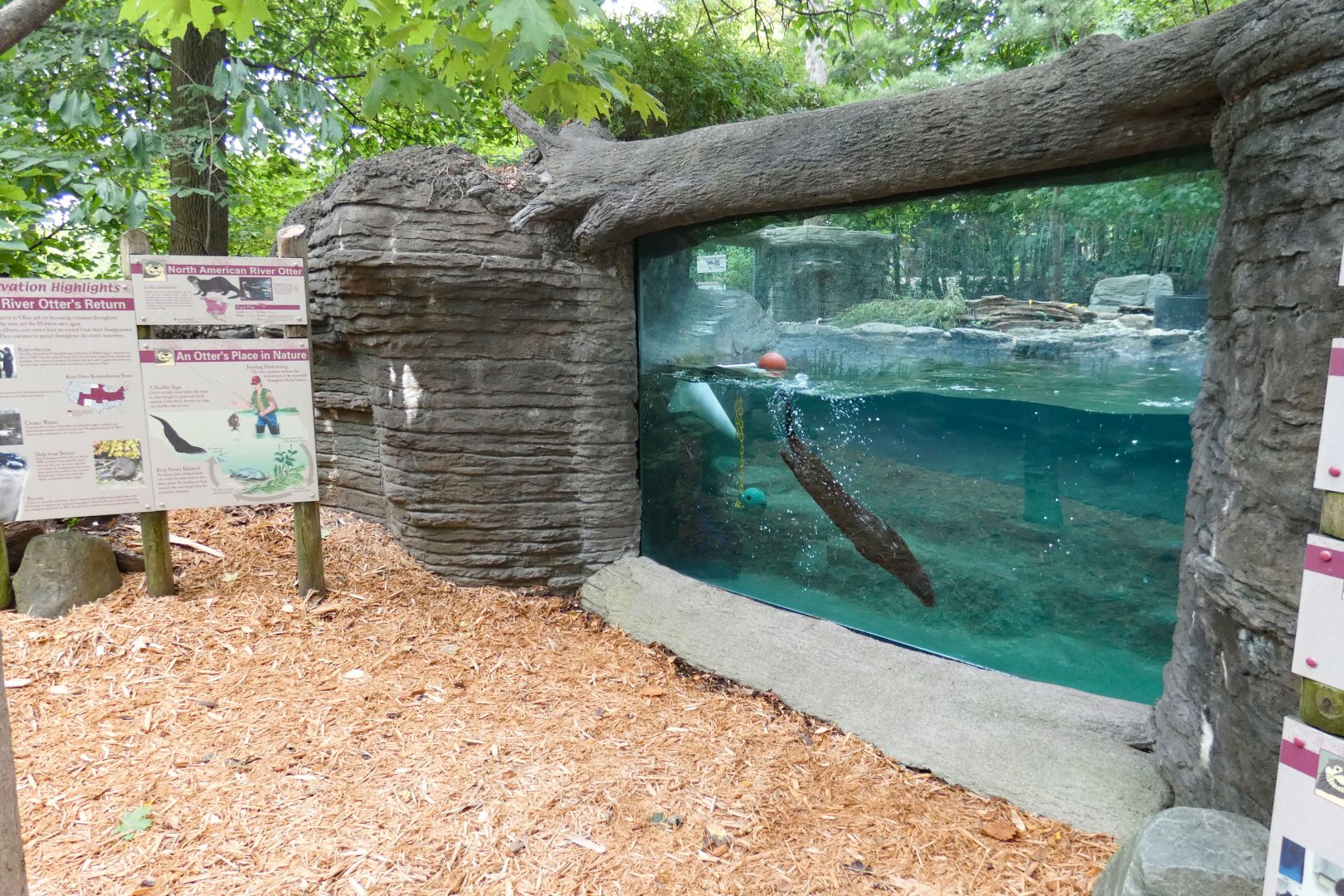 May. 2021 - Wolf Woods - River Otter Underwater Viewing