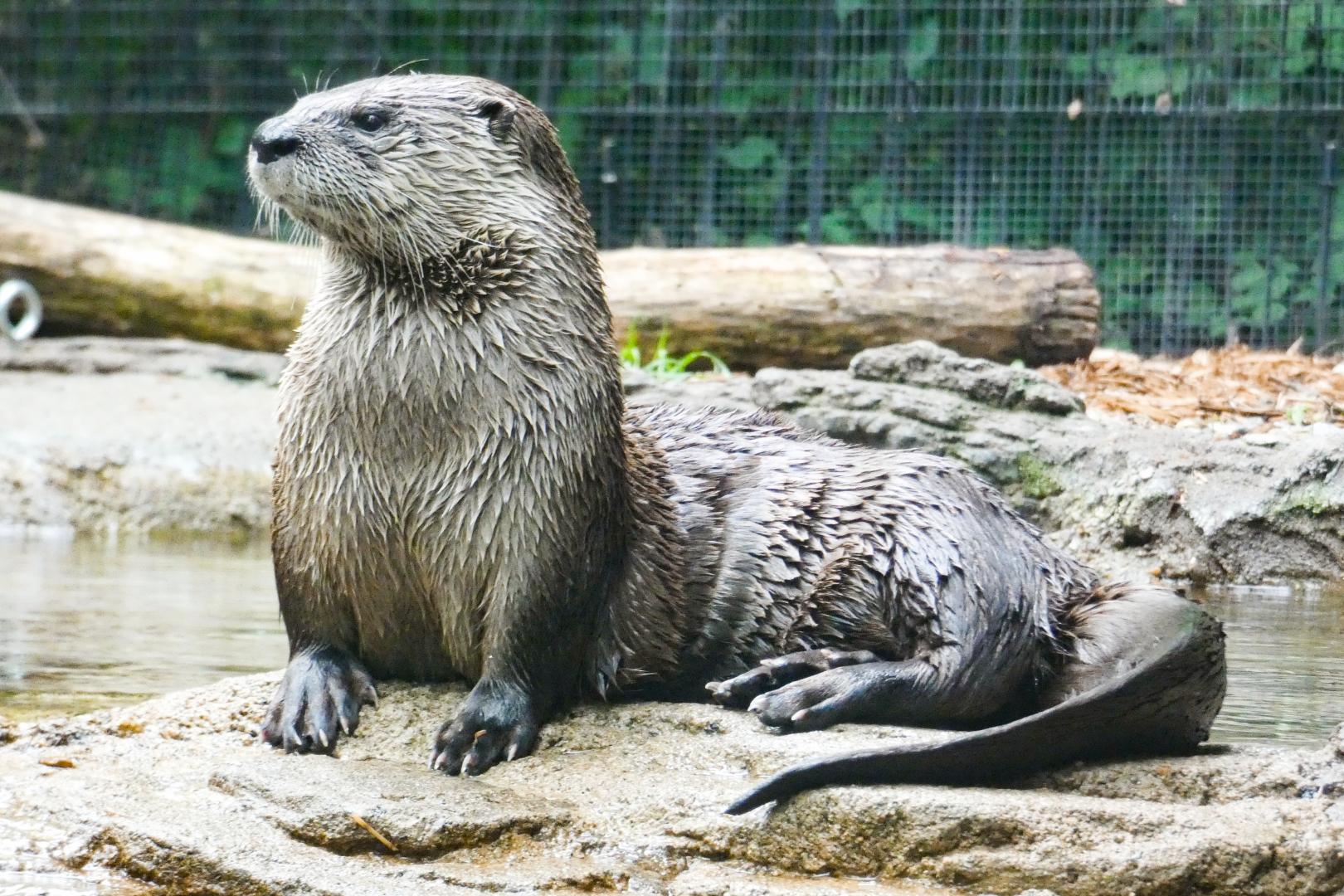 May. 2021 - Wolf Woods - River Otter