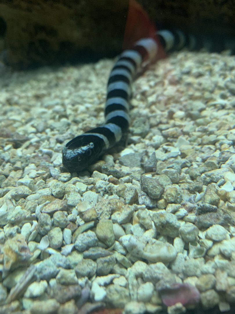 May 2021- Yellow-lipped sea krait