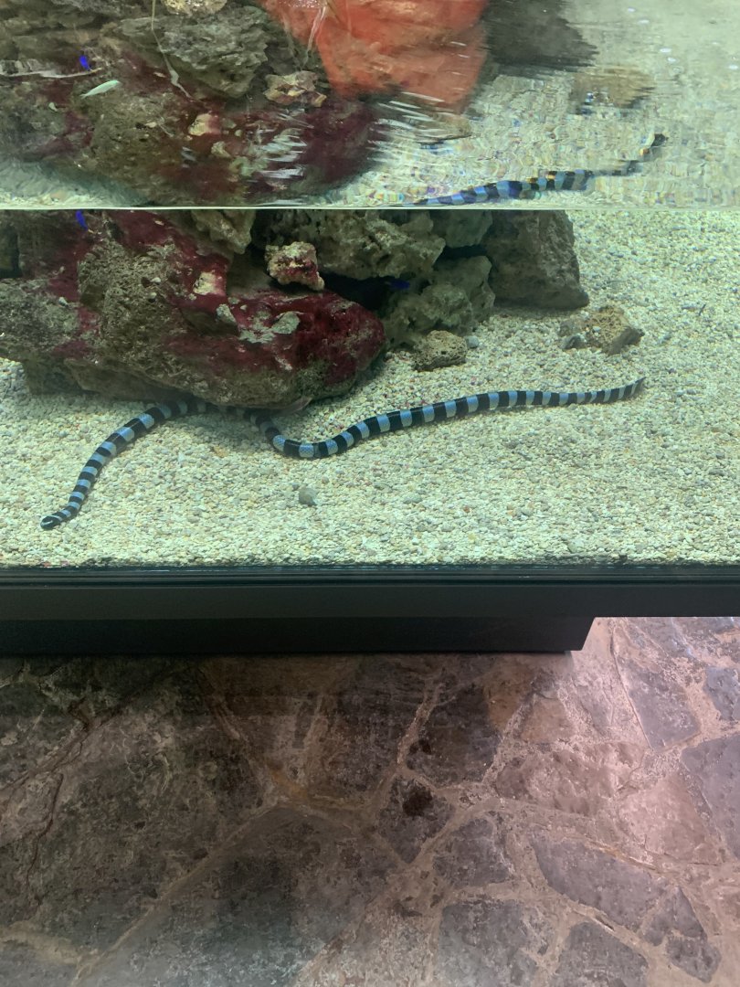 May 2021- Yellow-lipped sea krait