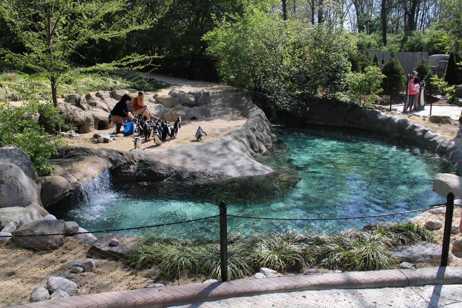 May. 2021 - Zoo Central - African Penguin Exhibit
