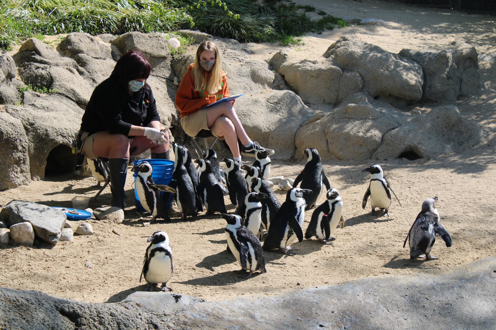 May. 2021 - Zoo Central - African Penguins (Feeding Time!)