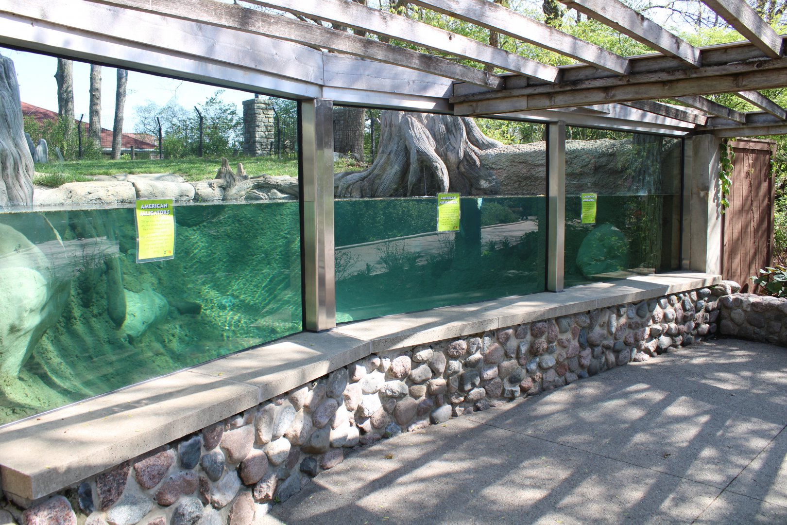May. 2021 - Zoo Central - American Alligator Exhibit