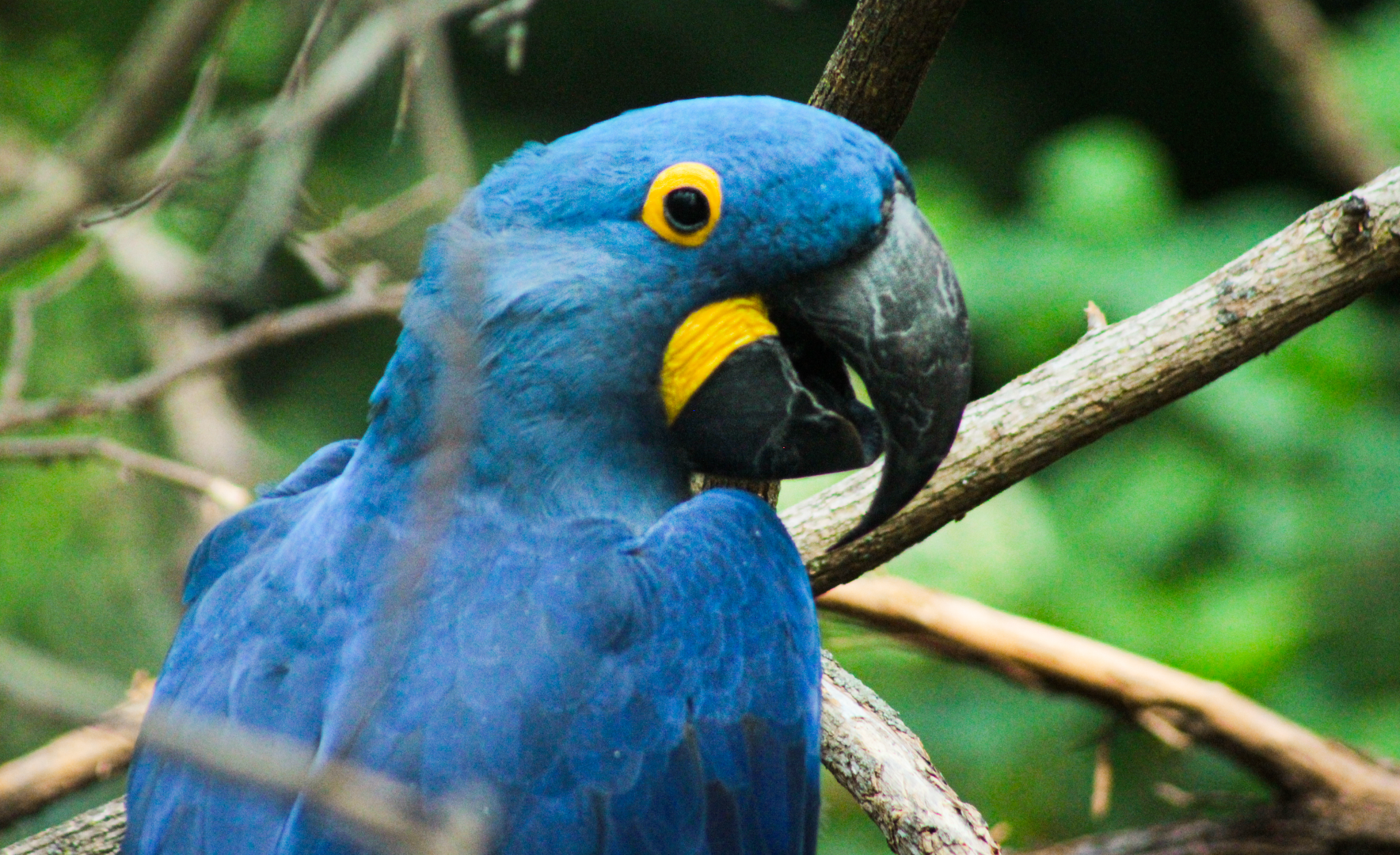 May. 2021 - Zoo Central - Hyacinth Macaw