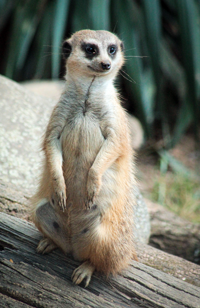 May. 2021 - Zoo Central - Meerkat