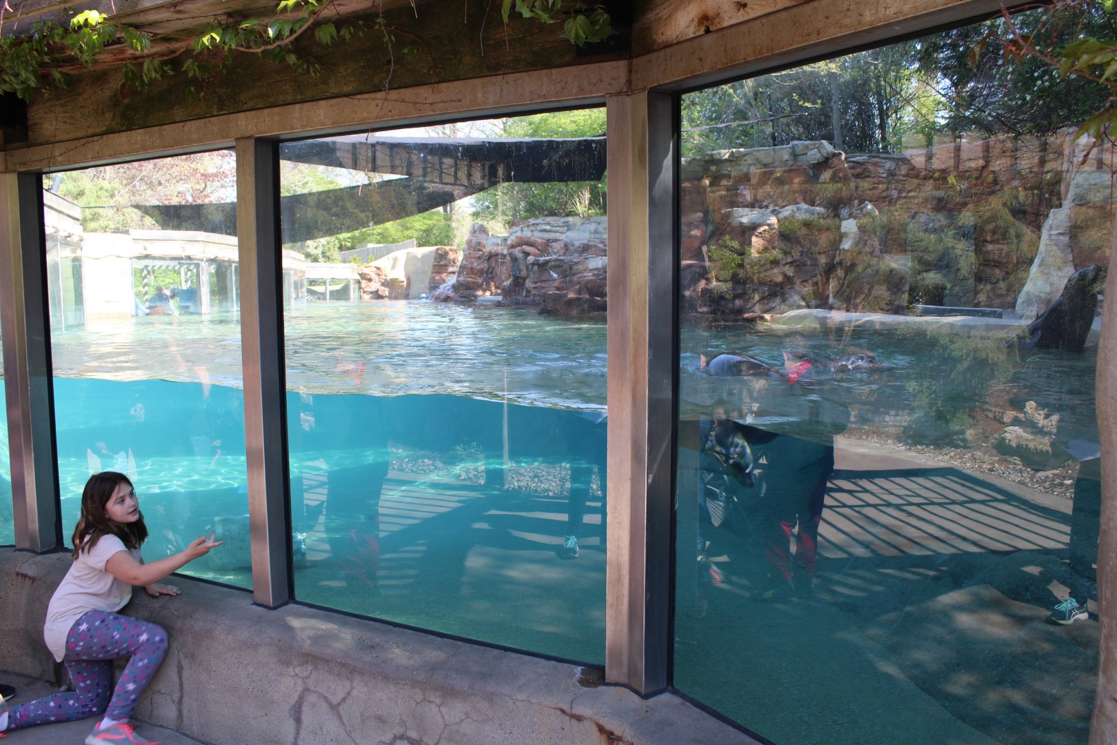 May. 2021 - Zoo Central - Sea Lion Exhibit