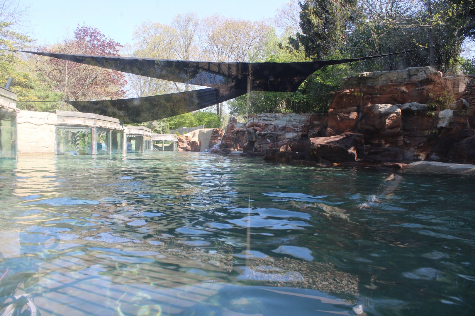 May. 2021 - Zoo Central - Sea Lion Exhibit
