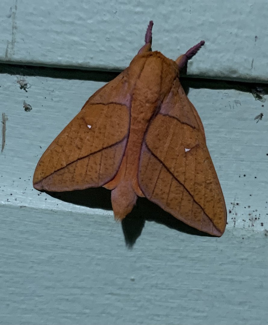 May 2022- Adeloneivaia jason