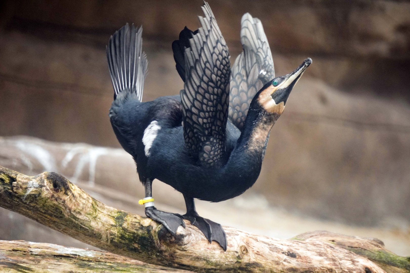 May. 2022 - African Penguin Point - White-breasted Cormorant