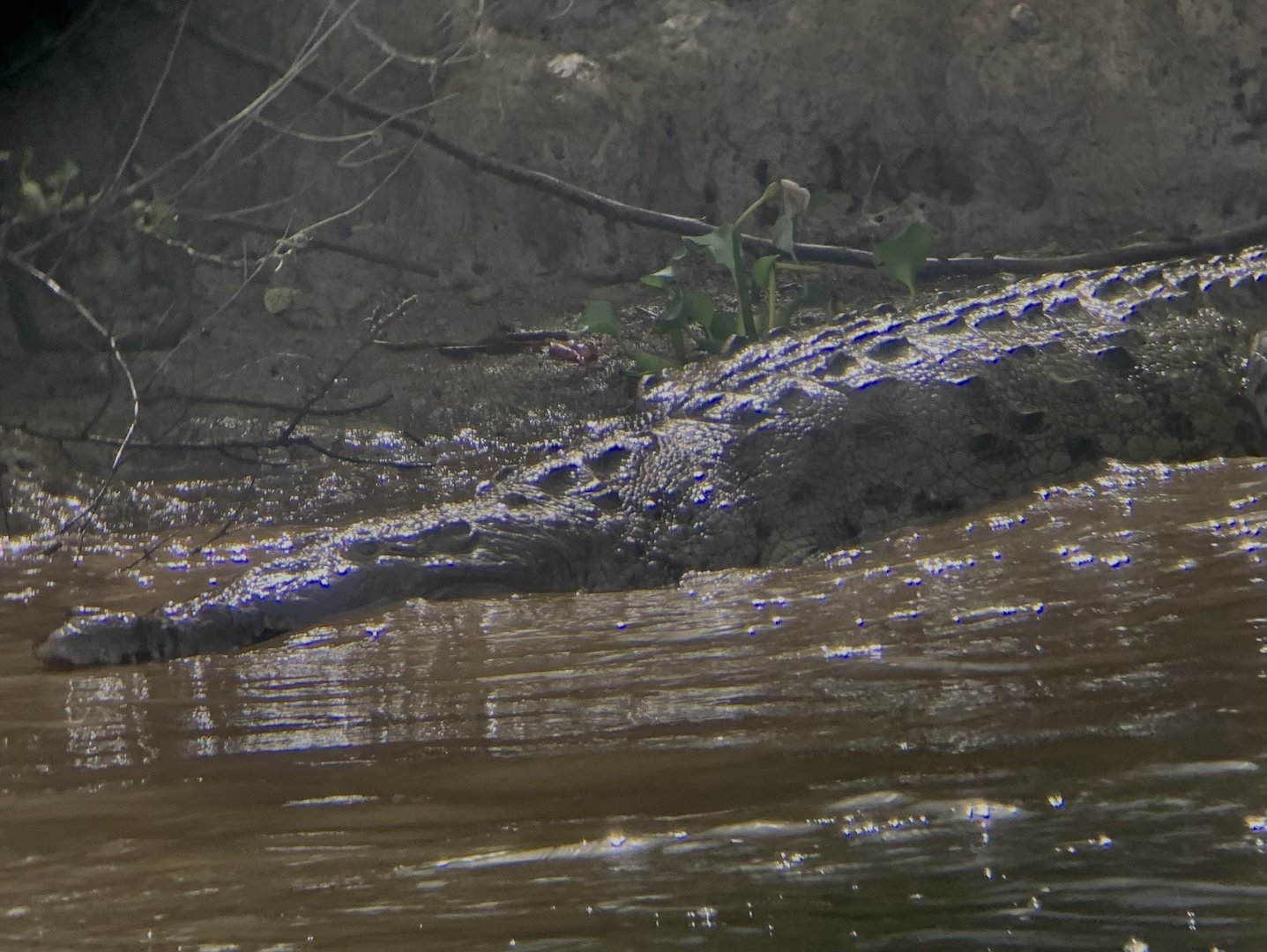 May 2022- American crocodile