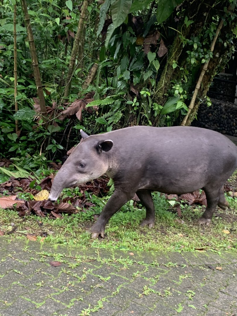 May 2022- Baird’s tapir