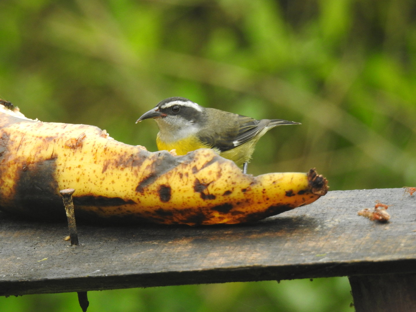 May 2022- Bananaquit