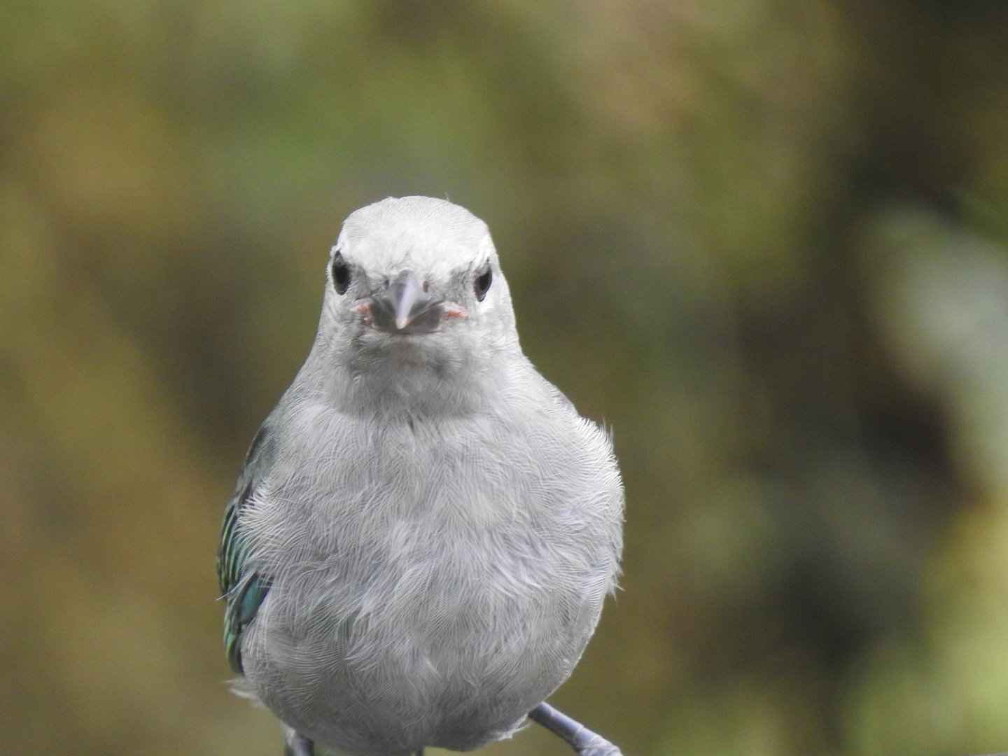 May 2022- Blue-grey tanager
