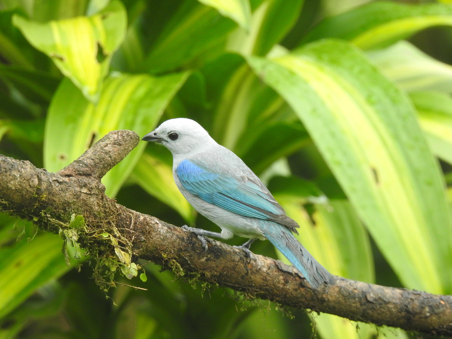 May 2022- Blue-grey tanager