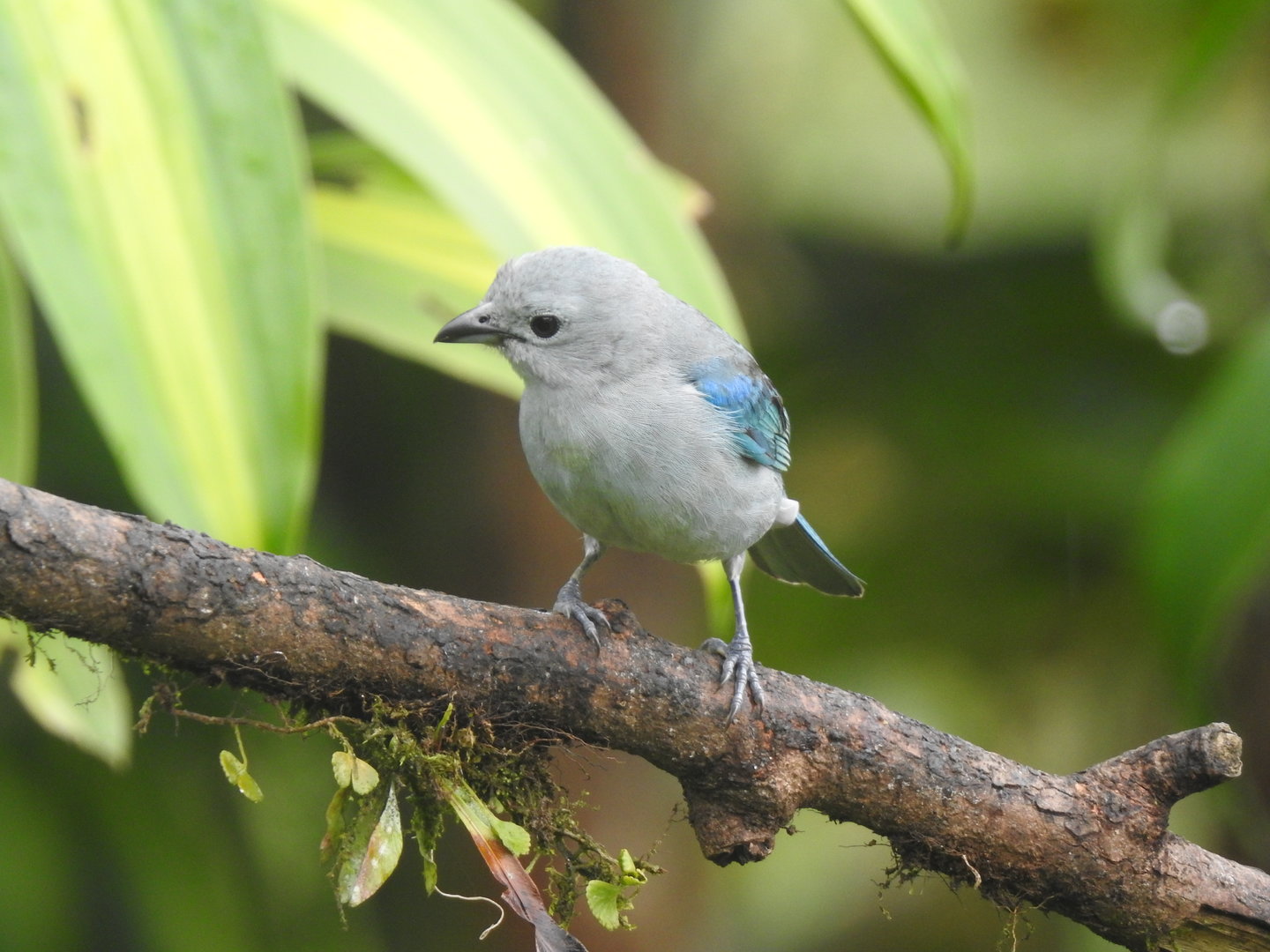 May 2022- Blue-grey tanager