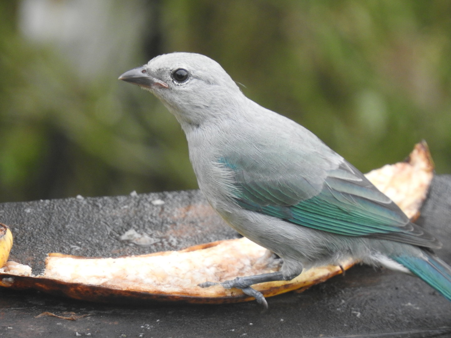 May 2022- Blue-grey tanager