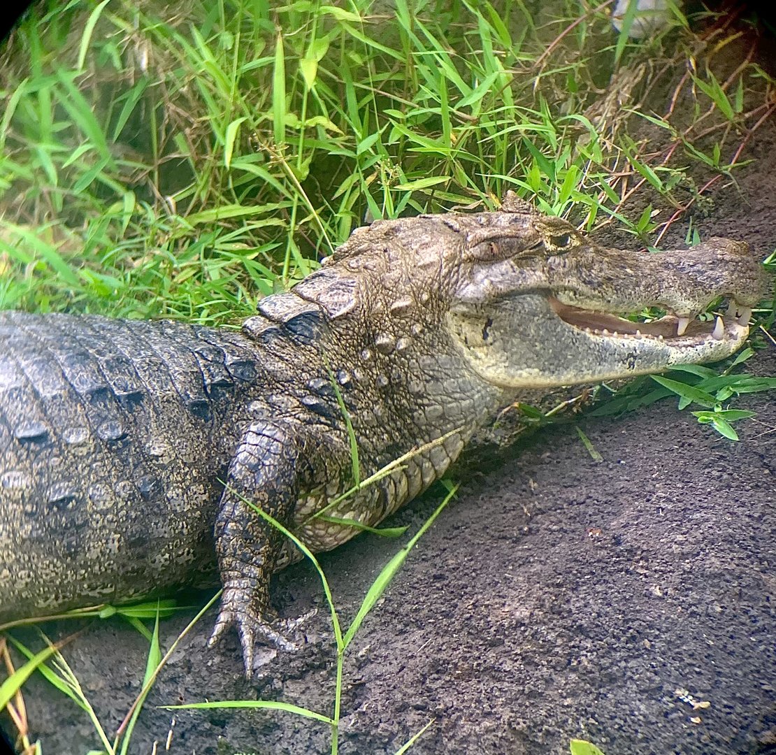 May 2022- Brown caiman