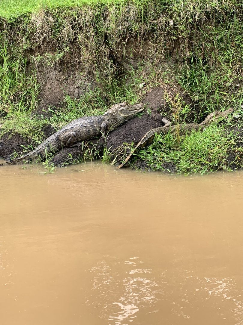 May 2022- Brown caimans