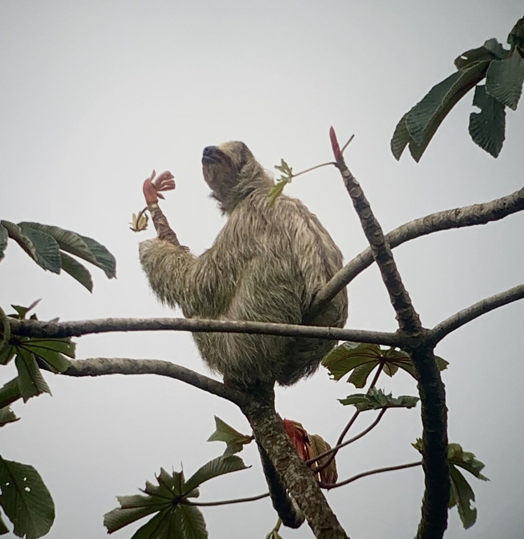 May 2022- Brown-throated sloth