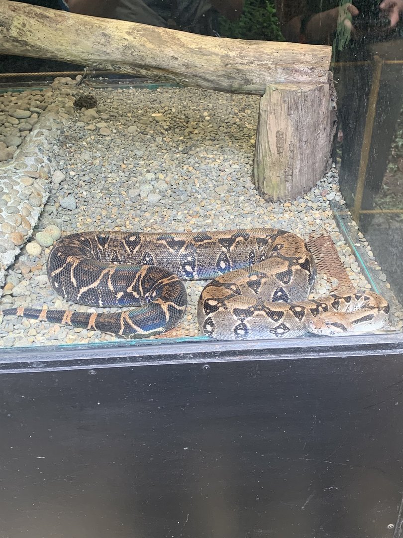 May 2022- Central American boa