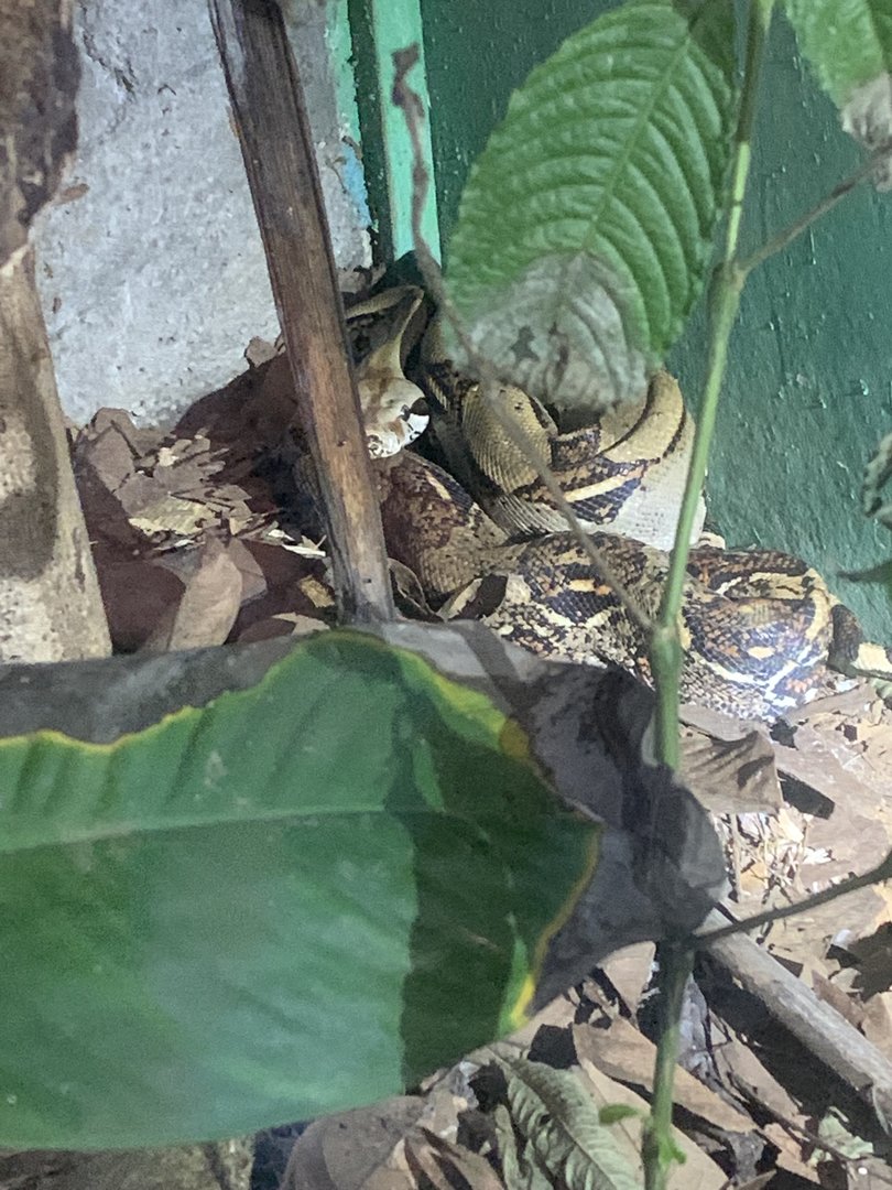 May 2022- Central American boa