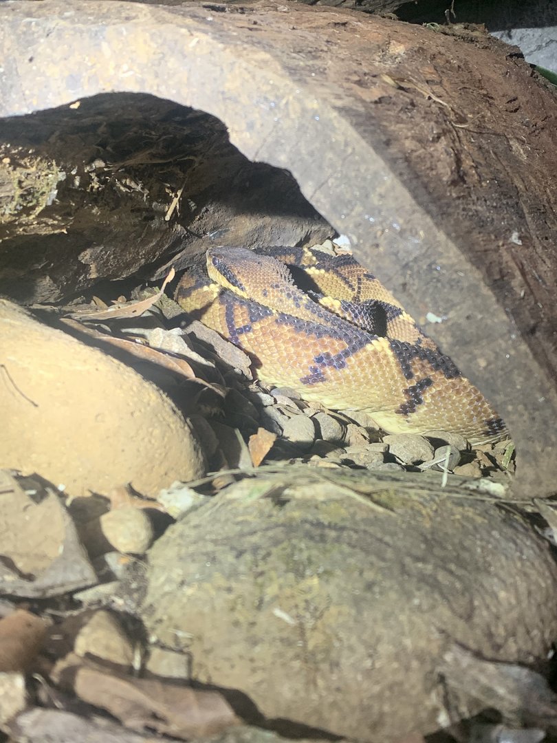 May 2022- Central American bushmaster