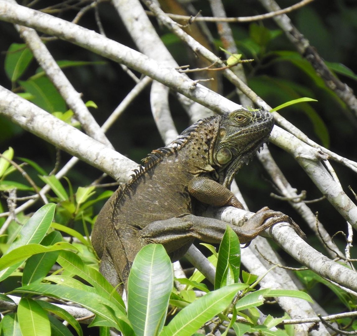 May 2022- Central American green iguana