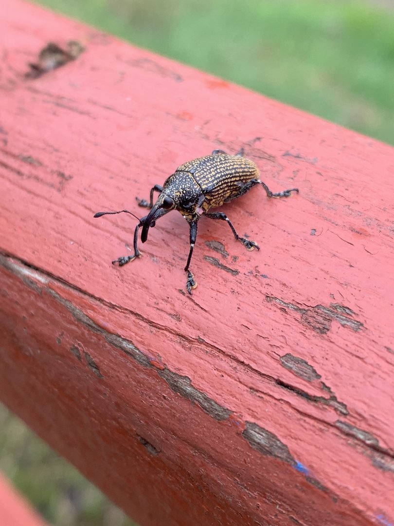 May 2022- Cholus sp.