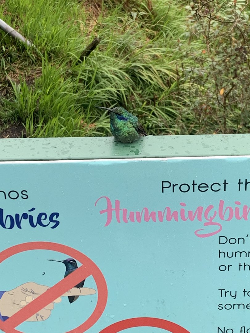 May 2022- Costa Rican lesser violetear