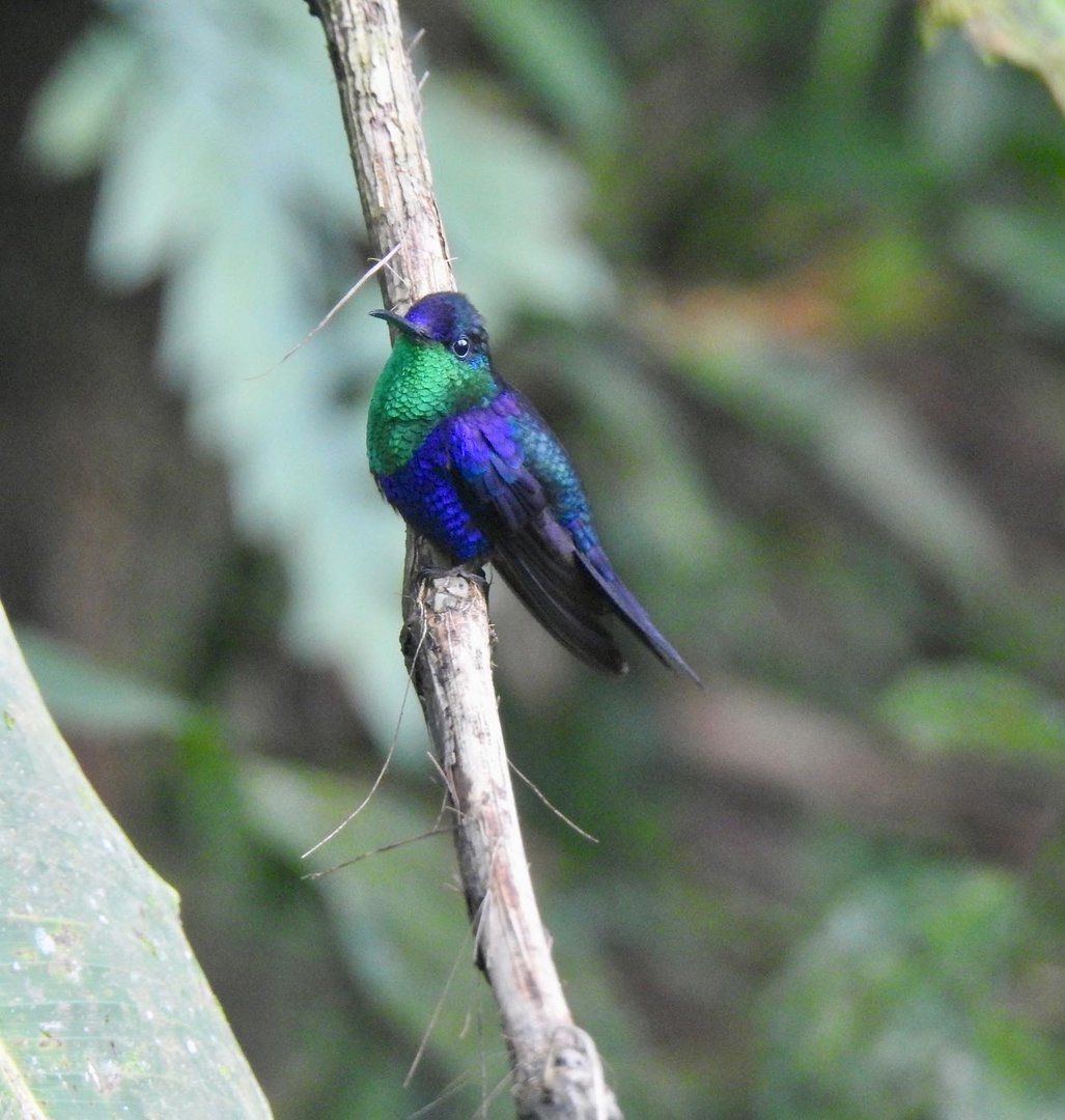 May 2022- Crowned woodnymph