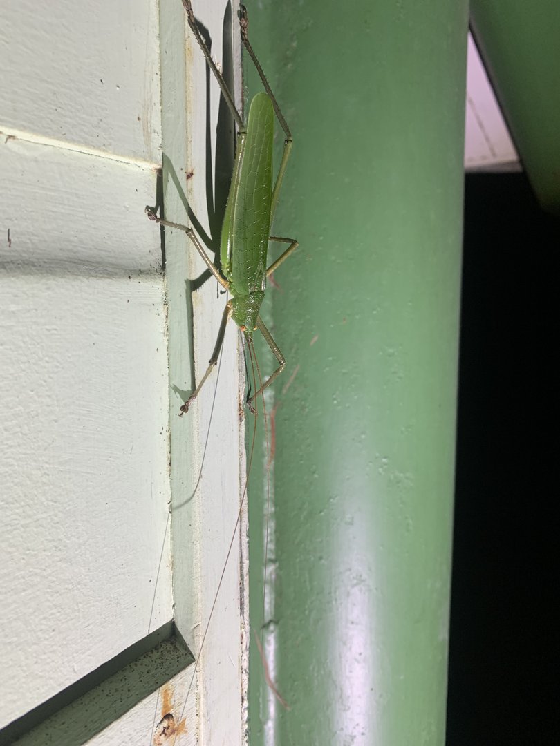 May 2022- Diyllus fasciatus