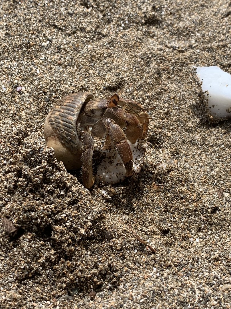 May 2022- Ecuadorian hermit crab