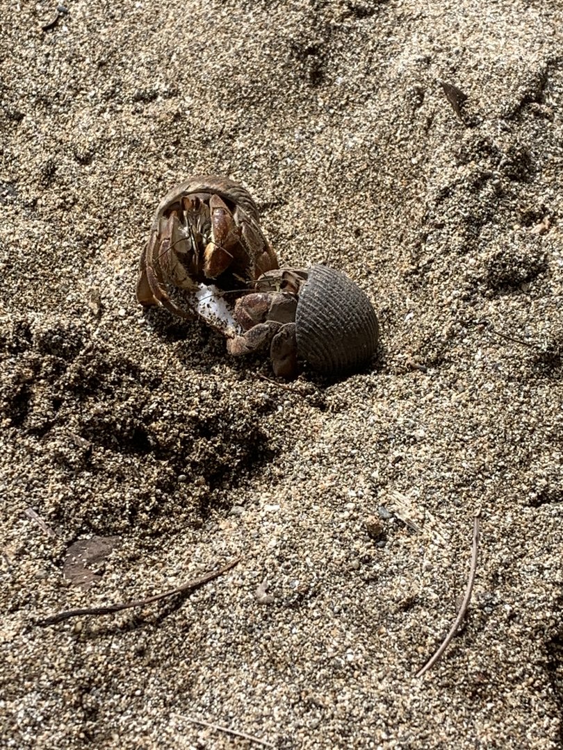 May 2022- Ecuadorian hermit crabs