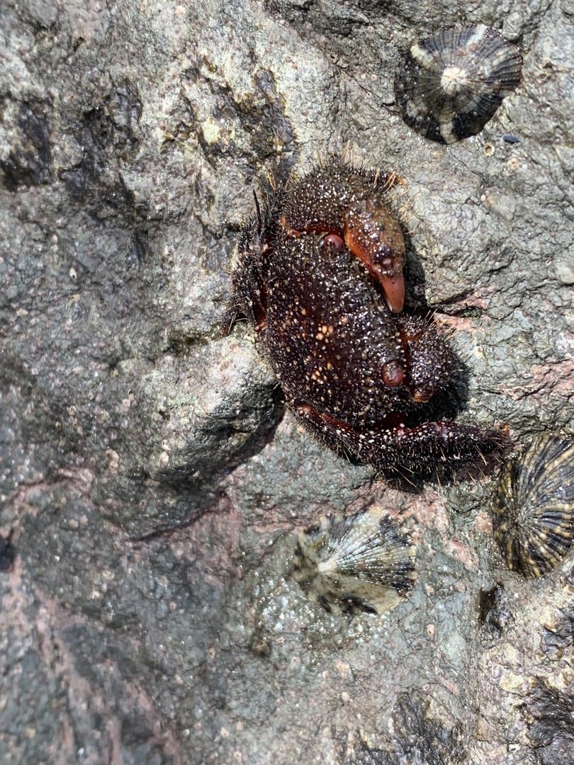 May 2022- Eriphides hispida