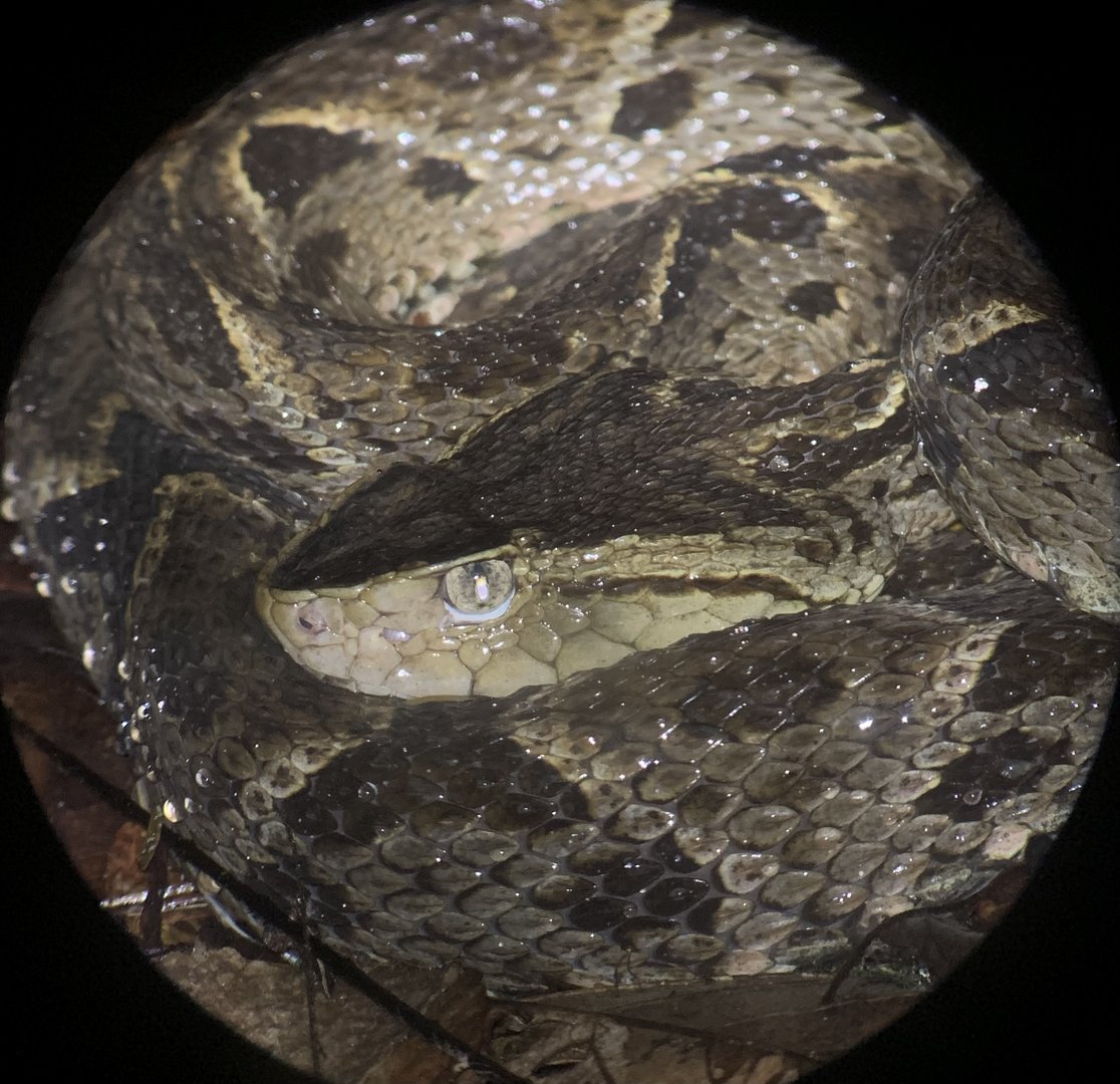 May 2022- Fer-de-lance