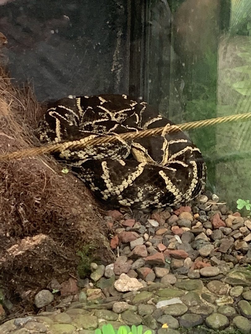 May 2022- Fer-de-lance