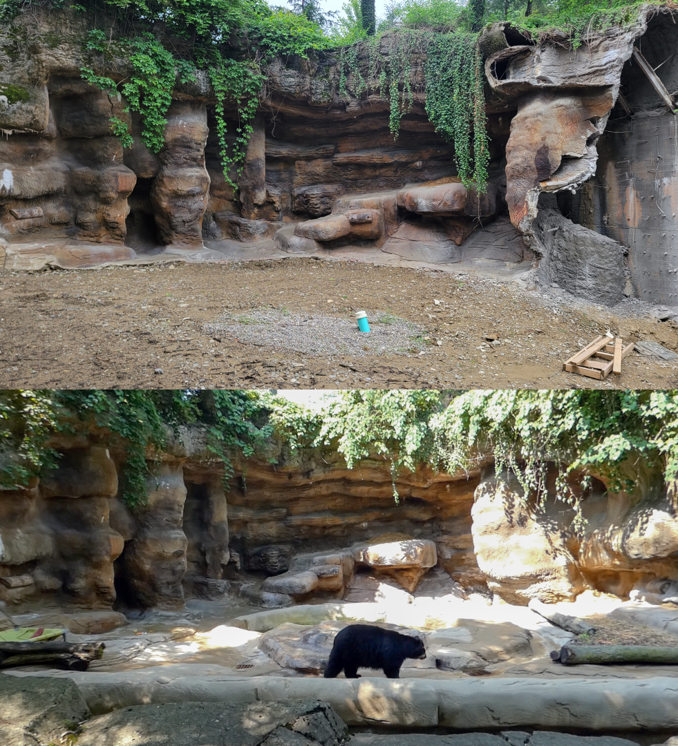 May. 2022 - Future Black Bear Exhibit / Former Spectacled Bear Exhibit