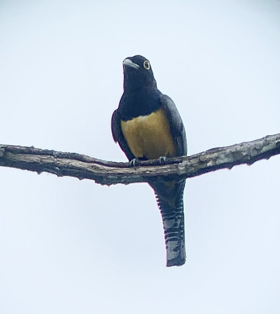 May 2022- Gartered trogon