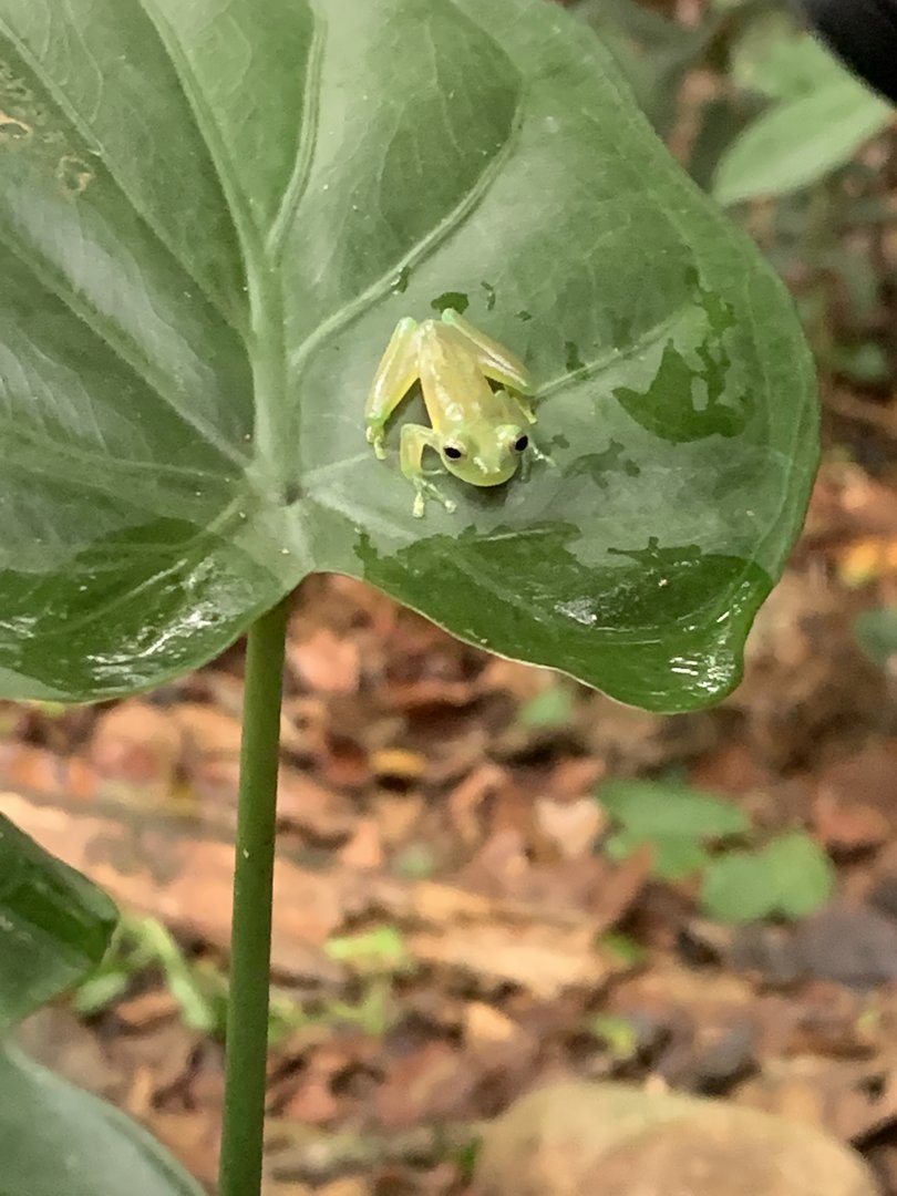 May 2022- Glass frog species ID (?)
