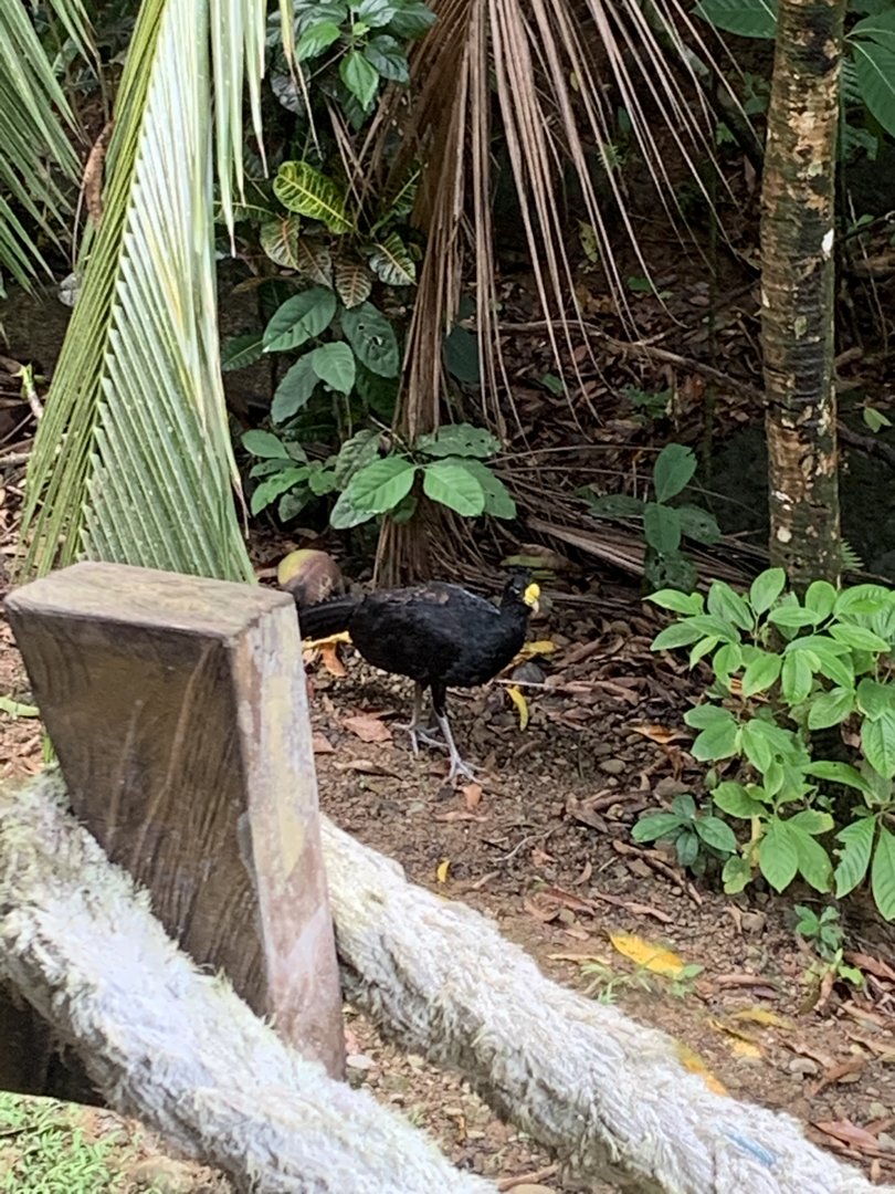 May 2022- Great curassow