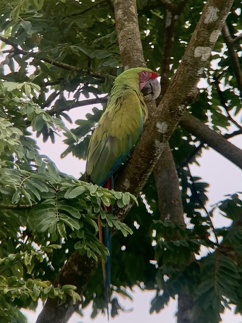 May 2022- Great green macaw