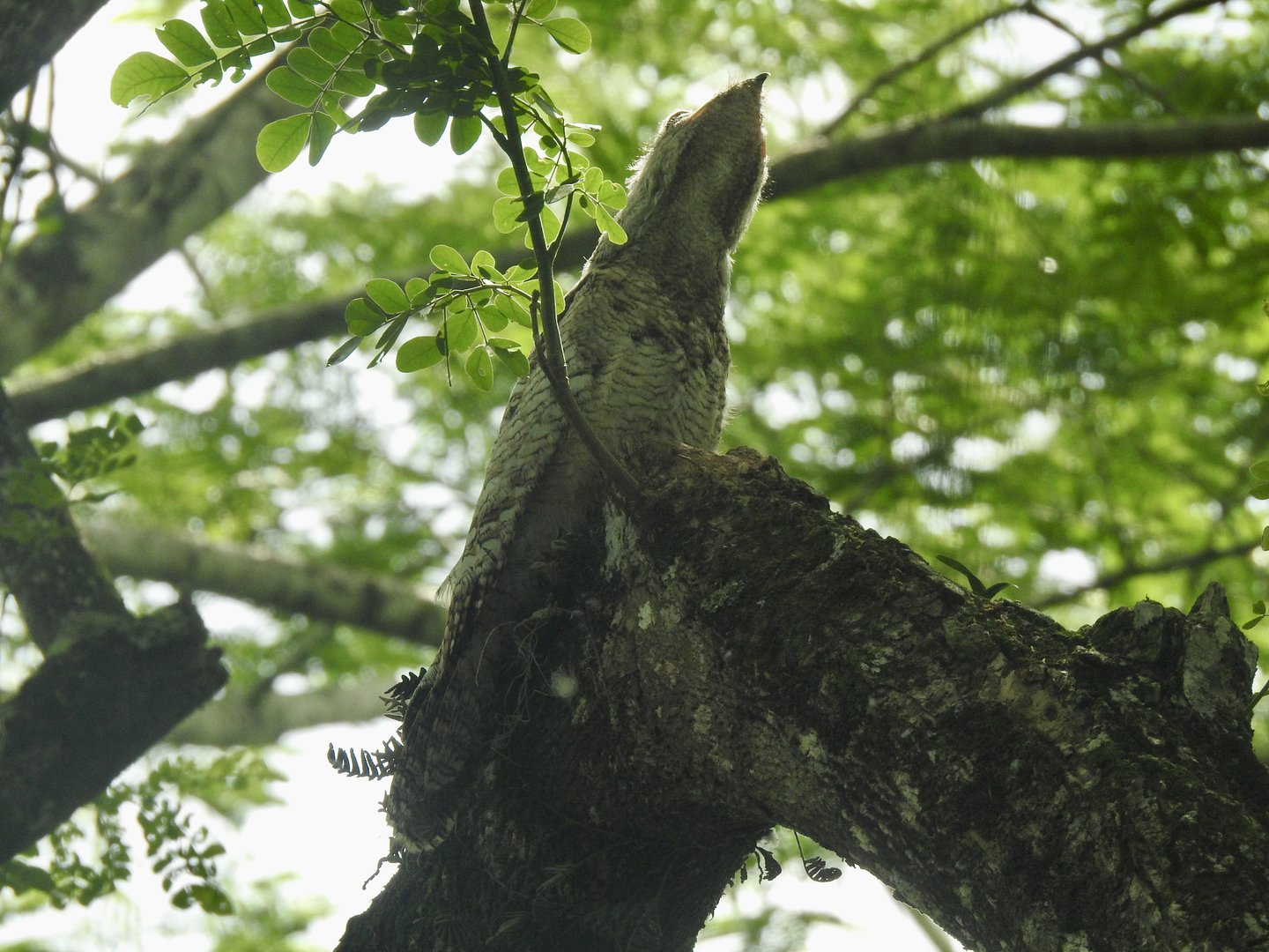 May 2022- Great potoo