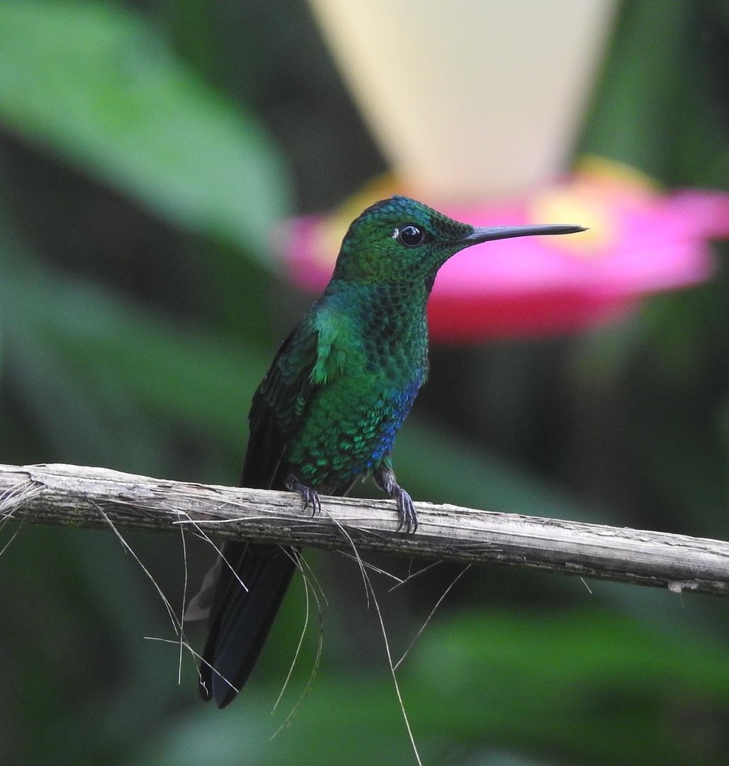 May 2022- Green-crowned brilliant