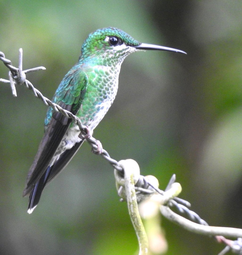 May 2022- Green-crowned brilliant