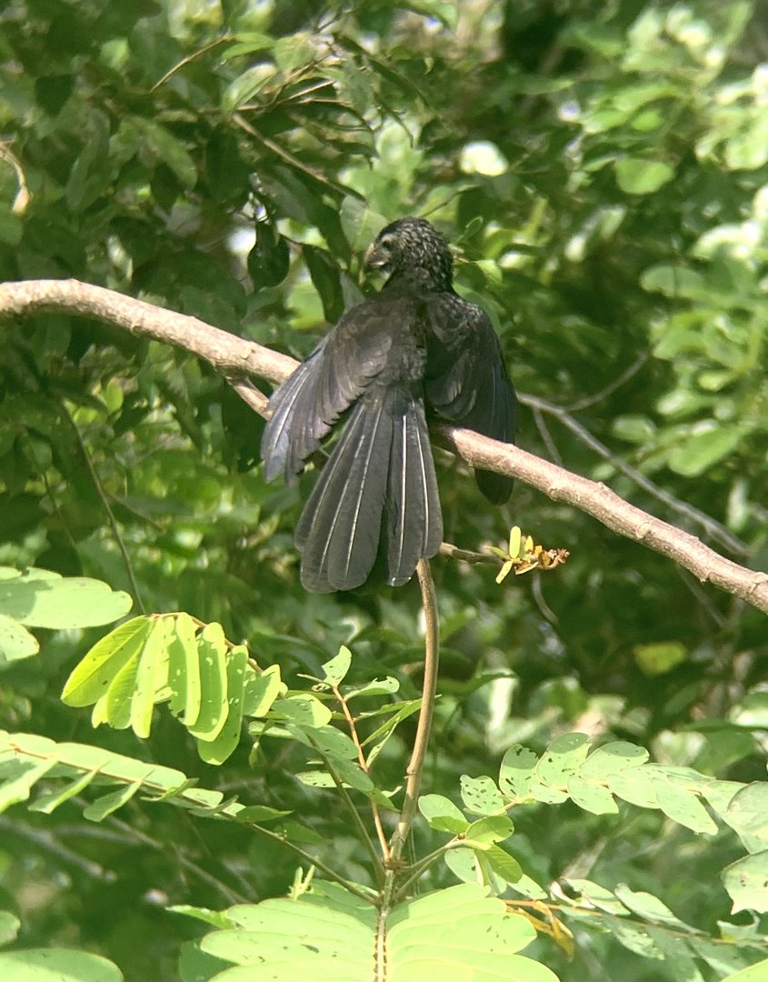 May 2022- Groove-billed ani